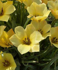 BIO Botanische tulp Tulipa batalinii 'Yellow Jewel' - 10 stuks