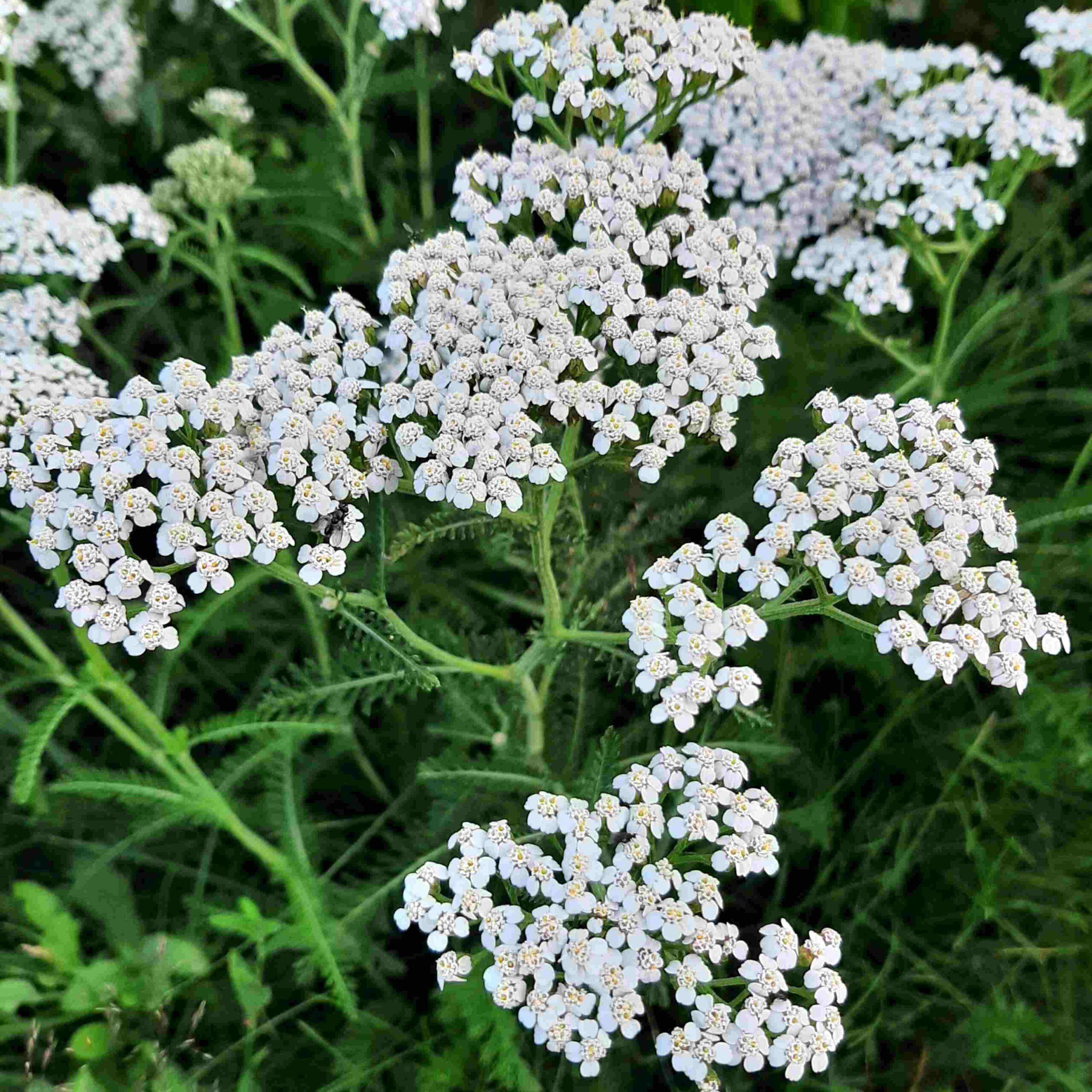 Zoemende tuin – inheems bijen- & vlinderpakket - Afbeelding 3