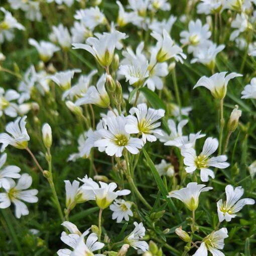 Akkerhoornbloem - Cerastium arvense