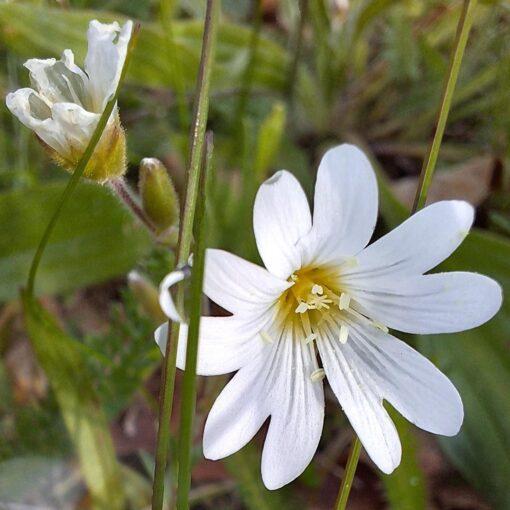 Akkerhoornbloem - Cerastium arvense - Afbeelding 2