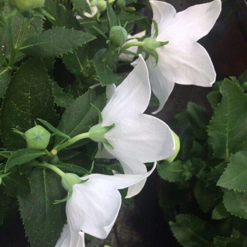 BIO Ballonklokje 'Fuji White' - Platycodon grandiflorus 'Fuji White' - Afbeelding 2