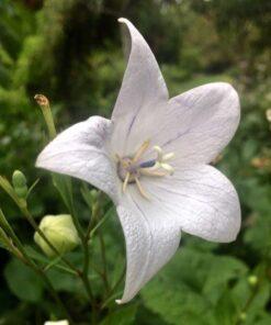 BIO Ballonklokje 'Fuji White' - Platycodon grandiflorus 'Fuji White'