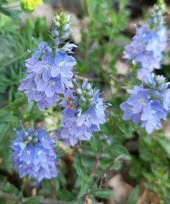 Brede ereprijs - Veronica austriaca subsp. Teucrium