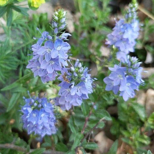 Brede ereprijs - Veronica austriaca subsp. Teucrium
