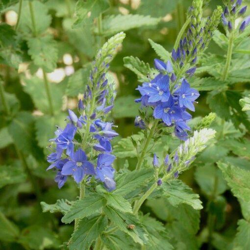 Brede ereprijs - Veronica austriaca subsp. Teucrium - Afbeelding 2