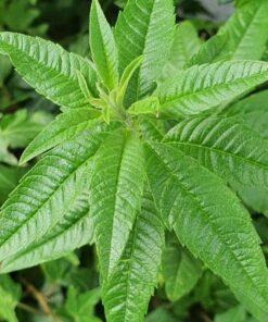 Citroenverbena - Aloysia citriodora