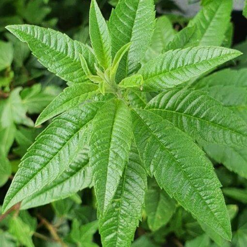 Citroenverbena - Aloysia citriodora