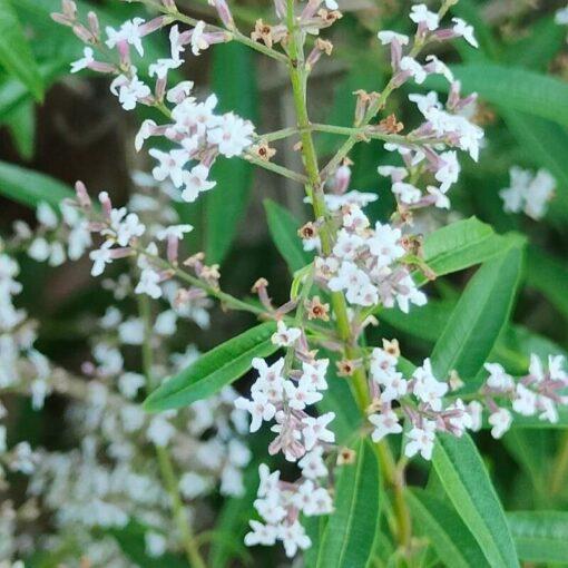 Citroenverbena - Aloysia citriodora - Afbeelding 2