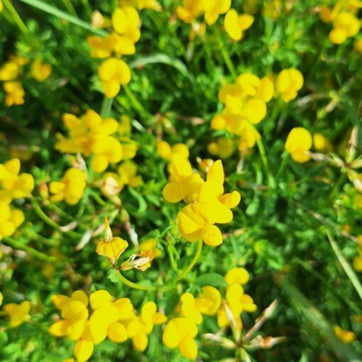 Gewone rolklaver - Lotus corniculatus var. Corniculatus - Afbeelding 2