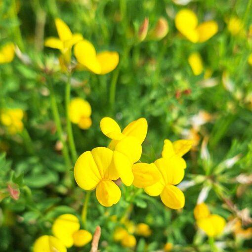 Gewone rolklaver - Lotus corniculatus var. Corniculatus