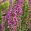 BIO Grote kattenstaart - Lythrum salicaria