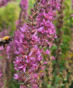 BIO Grote kattenstaart - Lythrum salicaria