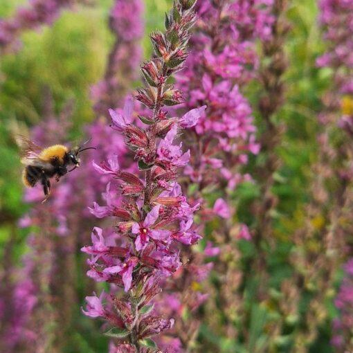 BIO Grote kattenstaart - Lythrum salicaria