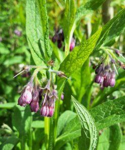 Gewone smeerwortel - Symphytum officinale