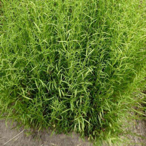 BIO Dragon - Artemisia dracunculus