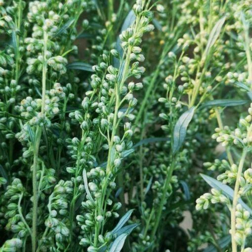 BIO Dragon - Artemisia dracunculus - Afbeelding 2