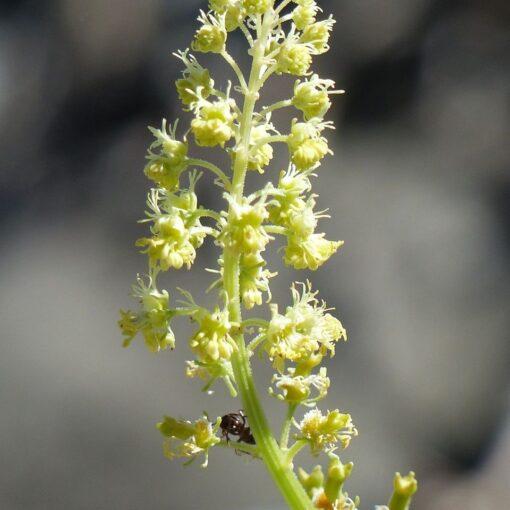 Wilde reseda - Reseda lutea