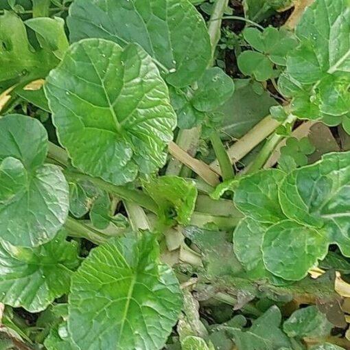 BIO Gewoon barbarakruid - Alchemilla xanthochlora - Afbeelding 2
