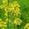 BIO Gewoon barbarakruid - Alchemilla xanthochlora