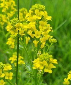 BIO Gewoon barbarakruid - Alchemilla xanthochlora