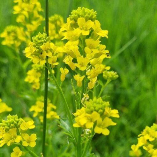 BIO Gewoon barbarakruid - Alchemilla xanthochlora