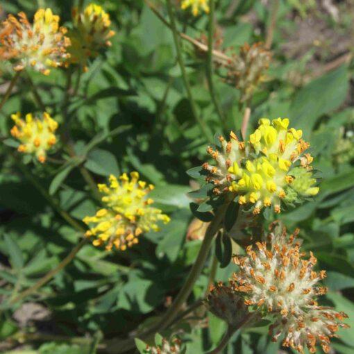 Bio Wondklaver - Anthyllis vulneraria