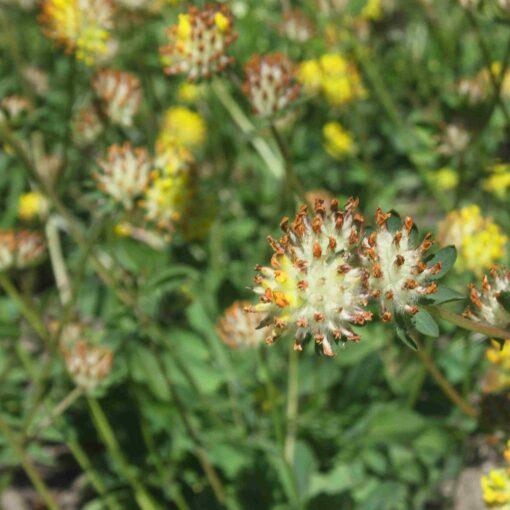 Bio Wondklaver - Anthyllis vulneraria - Afbeelding 2