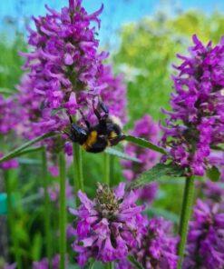BIO Japanse andoorn - Stachys sieboldii syn. affinis