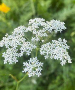 Kleine bevernel - Pimpinella saxifraga