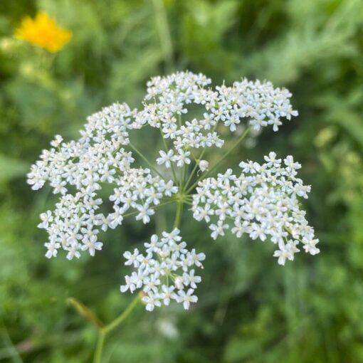 Kleine bevernel - Pimpinella saxifraga
