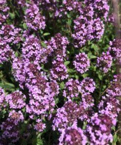 BIO Kleine tijm – Thymus serpyllum