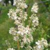 Melige toorts – Verbascum lychnitis