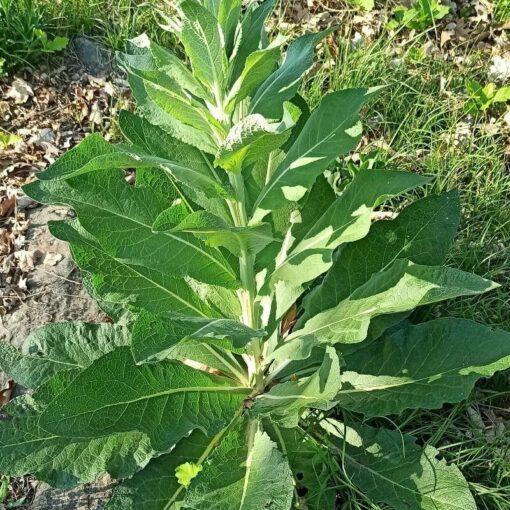 Melige toorts – Verbascum lychnitis - Afbeelding 2