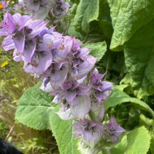 Muskaatsalie (of Scharlei) – Salvia sclarea - Afbeelding 2