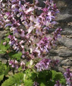 Muskaatsalie (of Scharlei) – Salvia sclarea