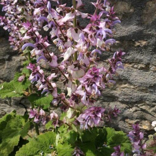 Muskaatsalie (of Scharlei) – Salvia sclarea