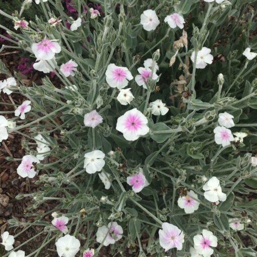 BIO Prikneus Angel’s Blush – Lychnis coronaria 'Angel's Blush'