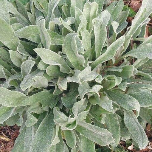 BIO Prikneus Angel’s Blush – Lychnis coronaria 'Angel's Blush' - Afbeelding 2