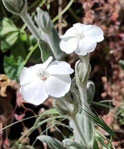Prikneus Alba – Lychnis coronaria 'Alba'