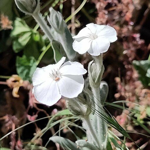 Prikneus Alba – Lychnis coronaria 'Alba'