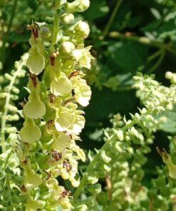 BIO Valse salie – Teucrium scorodonia
