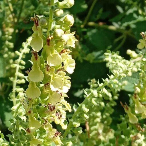BIO Valse salie – Teucrium scorodonia