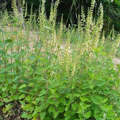 BIO Valse salie – Teucrium scorodonia - Afbeelding 2