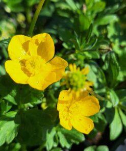 BIO Knolnoterbloem – Ranunculus bulbosus