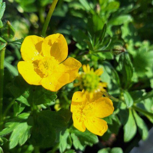 BIO Knolnoterbloem – Ranunculus bulbosus