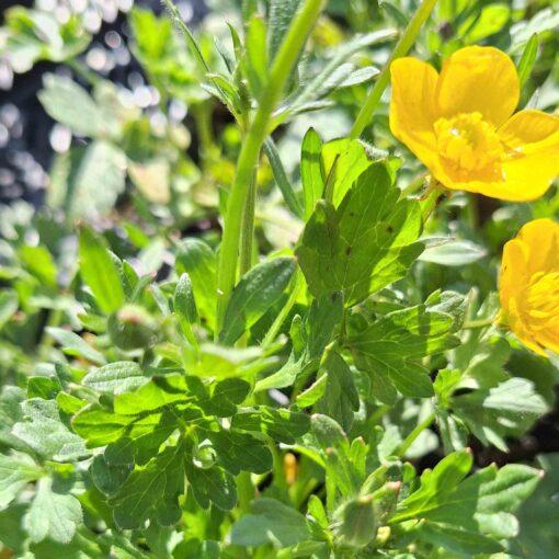 BIO Knolnoterbloem – Ranunculus bulbosus - Afbeelding 2