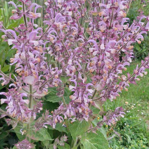 BIO Muskaatsalie (of Scharlei) – Salvia sclarea