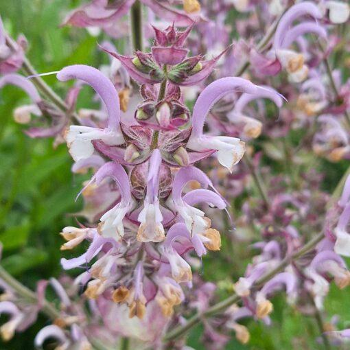 BIO Muskaatsalie (of Scharlei) – Salvia sclarea - Afbeelding 2