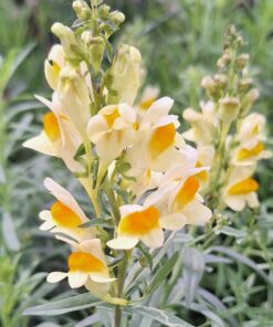 BIO Vlasbekje– Linaria vulgaris