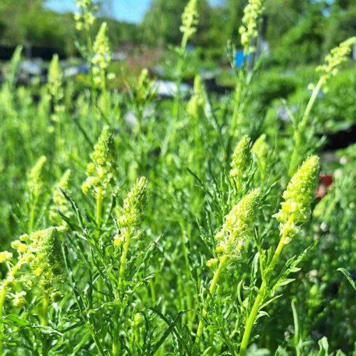 Wilde reseda - Reseda lutea - Afbeelding 3